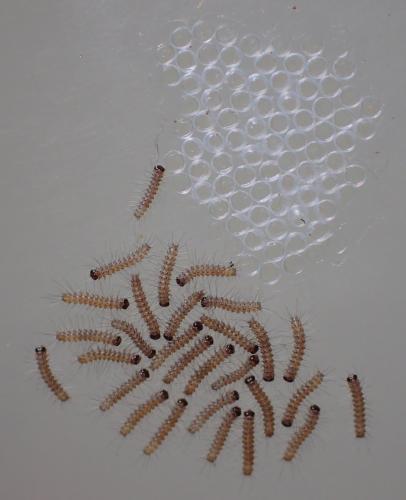 Spilosoma lubricipeda